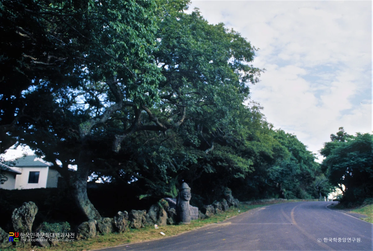 명월 팽나무 군락