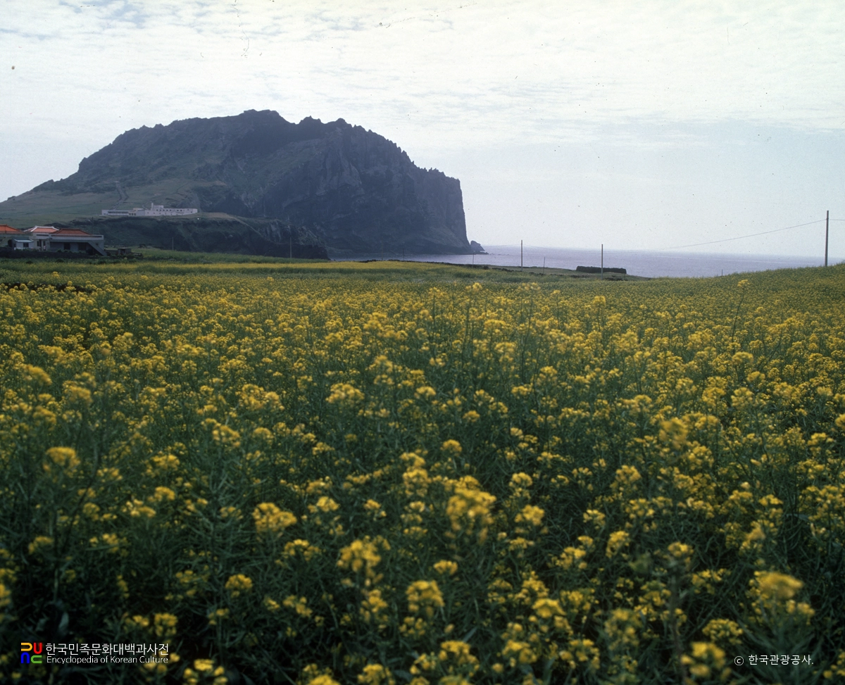 유채꽃 / 성산 일출봉