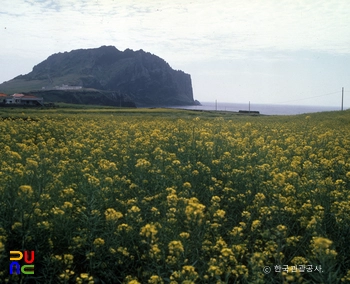 유채꽃 / 성산 일출봉