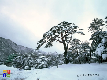 속초 설악동 소나무