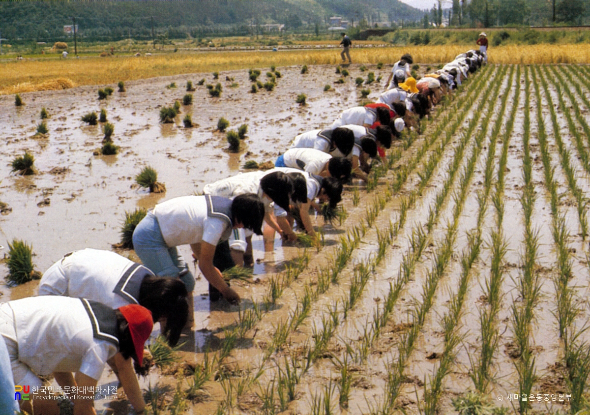대학생 하계 농촌 봉사활동