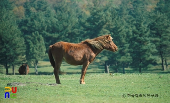 제주의 제주마