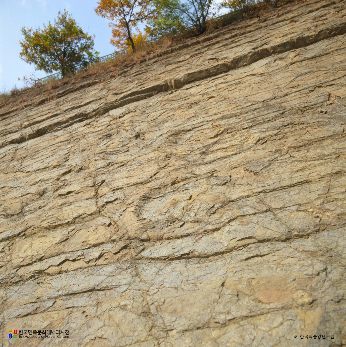 의성 제오리 공룡발자국화석 산지 세부