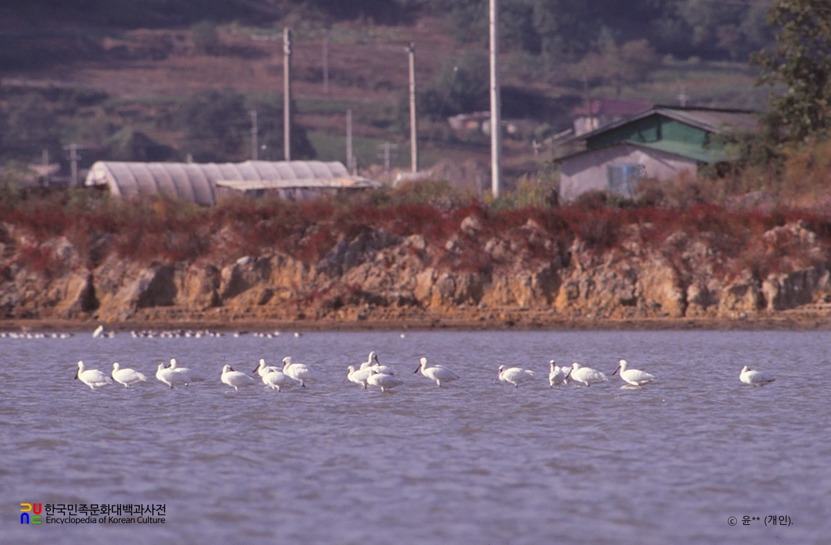 강화갯벌 및 저어새번식지