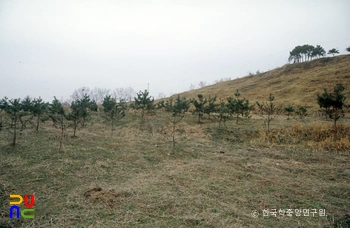 부여 동남리 전 천왕사지 전경