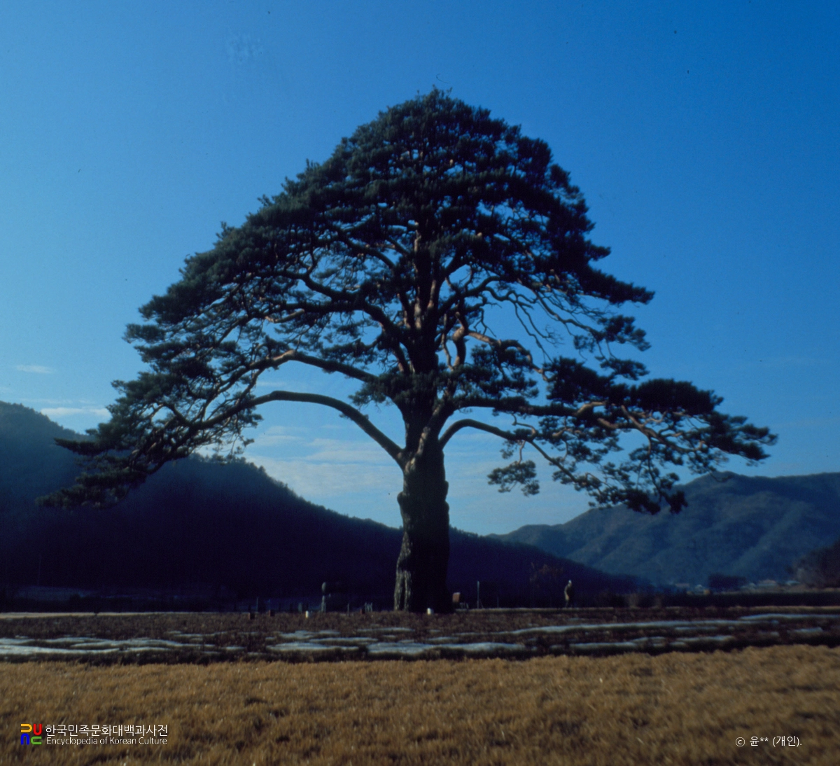 보은 속리 정이품송