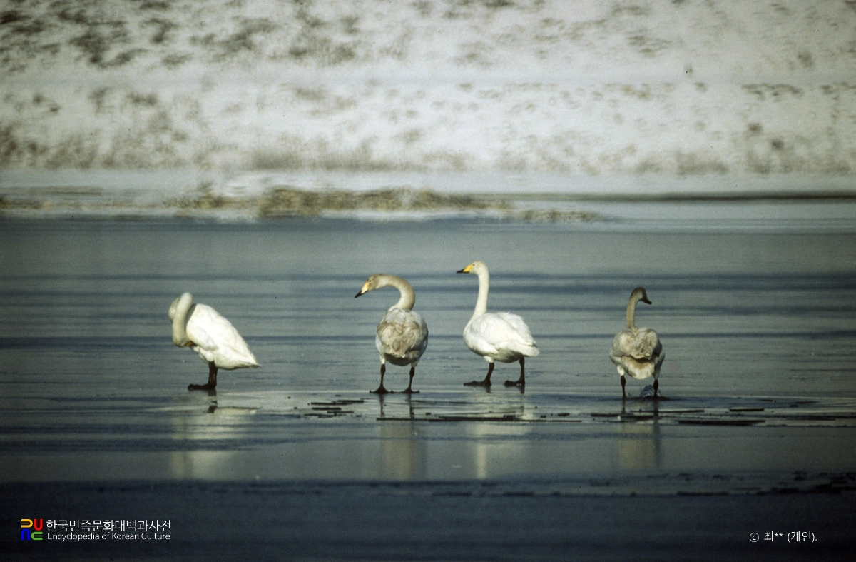 고니류 중 고니