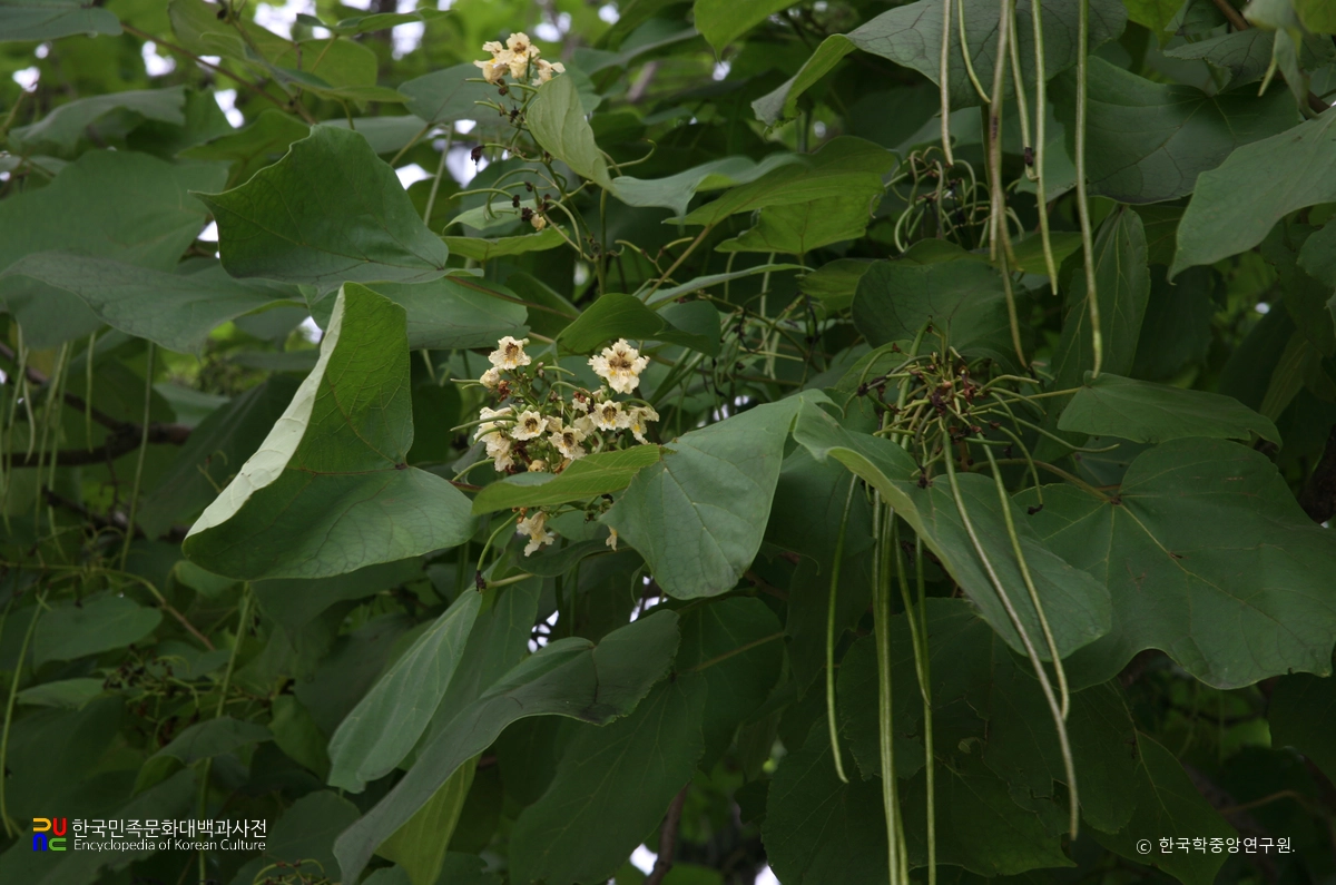 청송 홍원리 개오동나무
