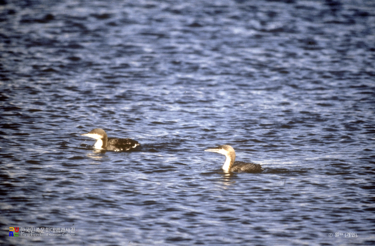 거제 연안 아비 도래지 큰회색머리아비