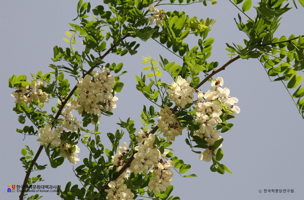 아까시나무 꽃