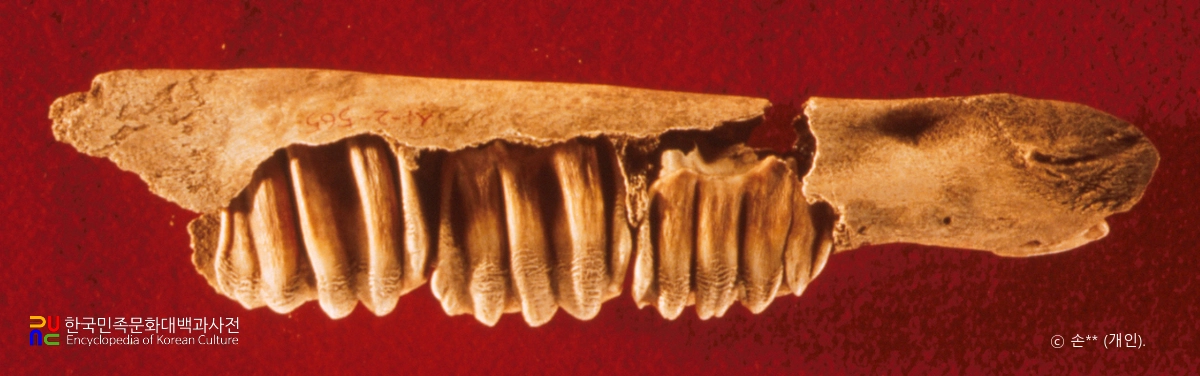 단양 상시 바위그늘 출토 옛말 아래턱