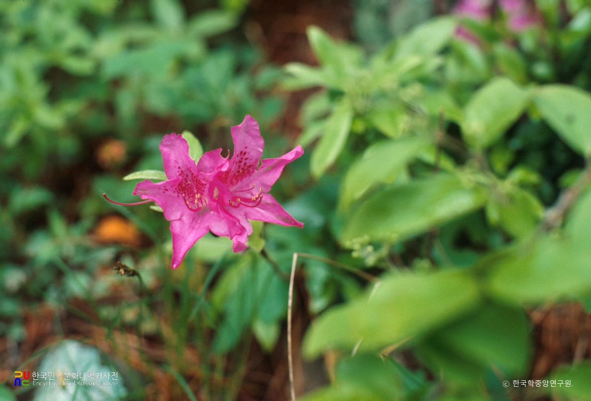 철쭉