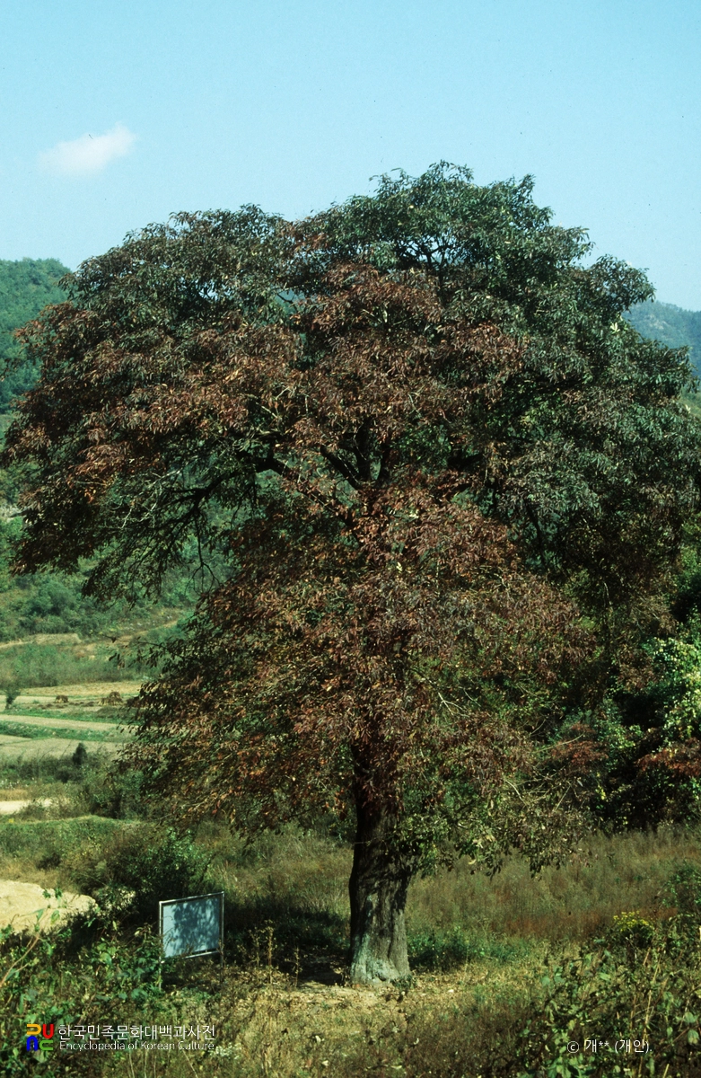 파주 무건리 물푸레나무