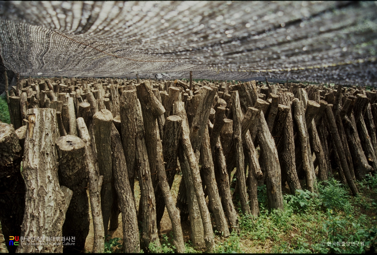 버섯 재배