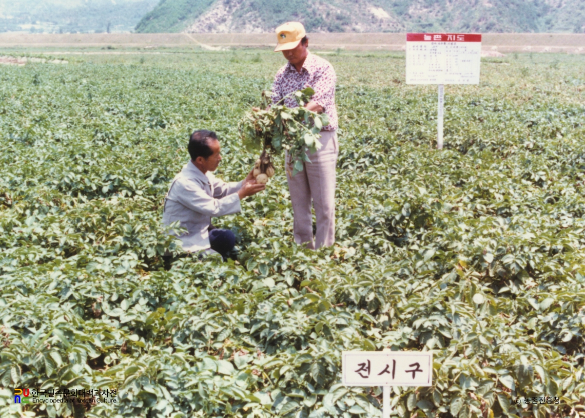 농촌지도사업 / 다수확전시포 지도