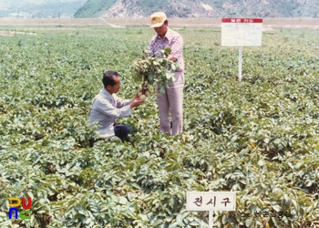 농촌지도사업 / 다수확전시포 지도