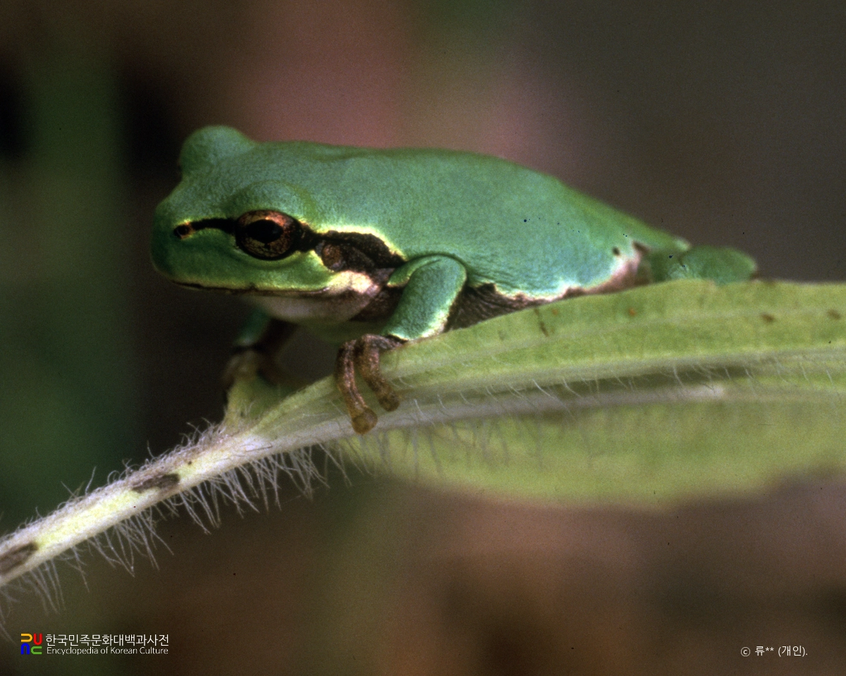 청개구리