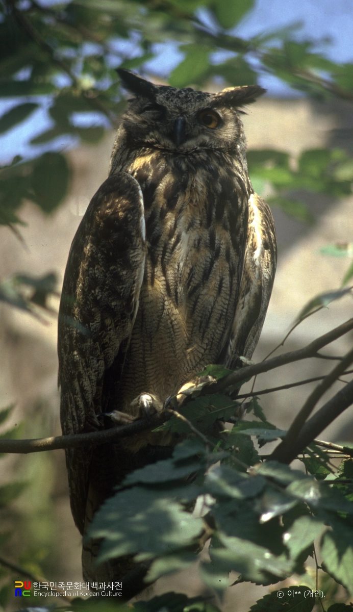 수리부엉이