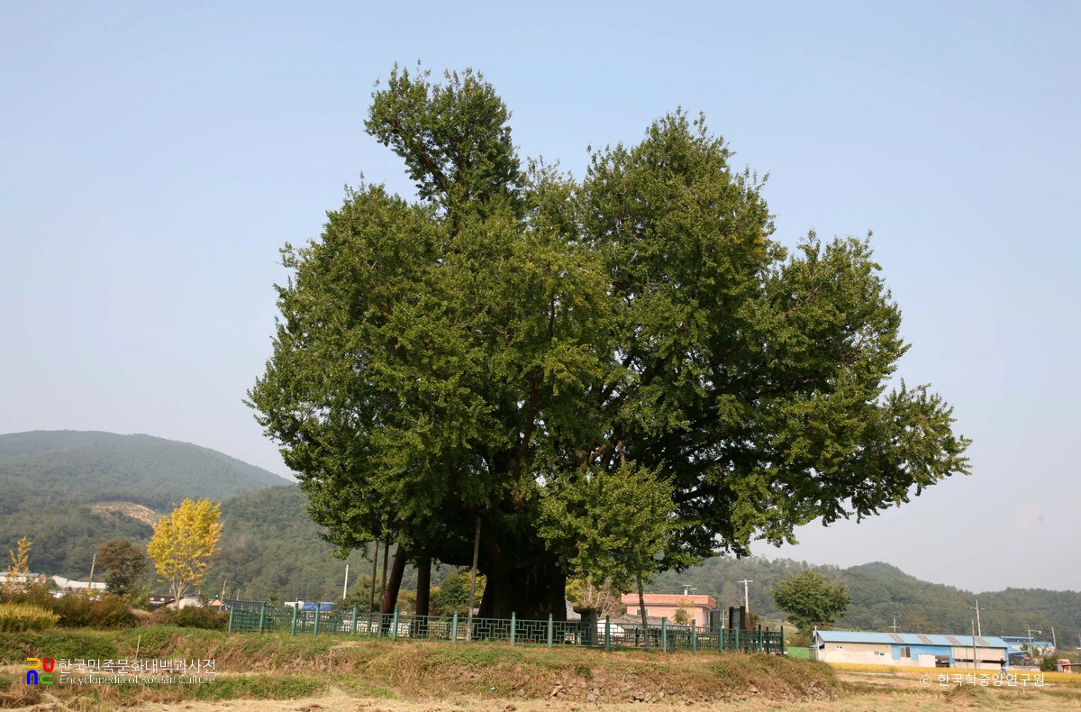울주 구량리 은행나무