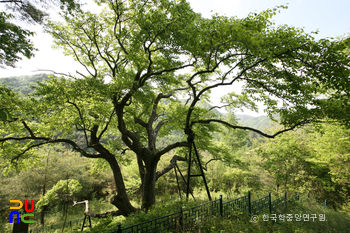 영양 무창리 산돌배