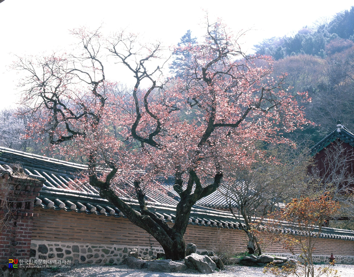 장성 백양사 고불매