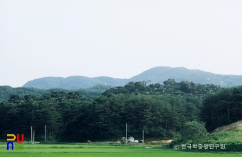 양양 포매리 백로와 왜가리 번식지