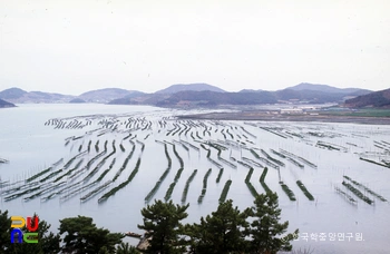 김 양식장