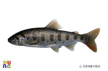 송어/산천어