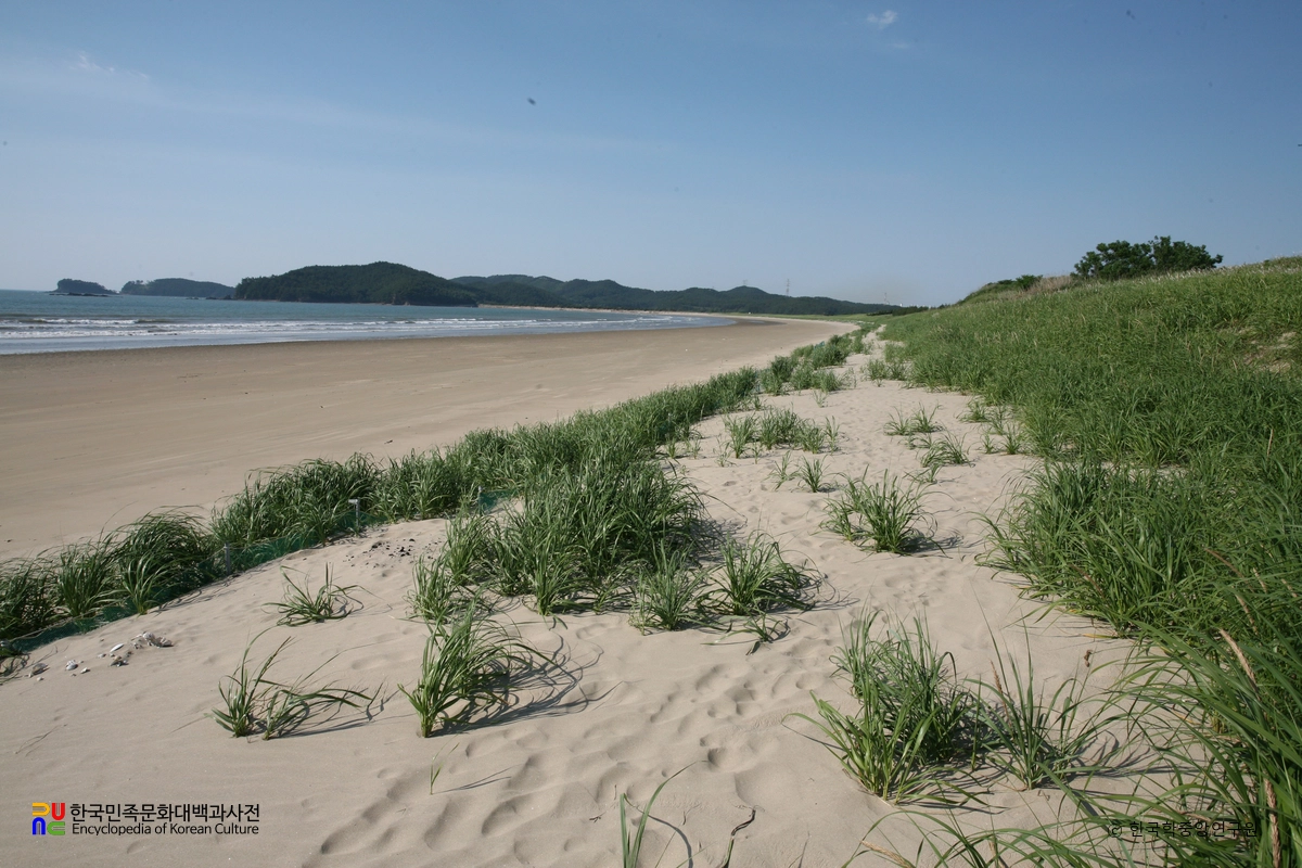 태안 신두리 해안사구
