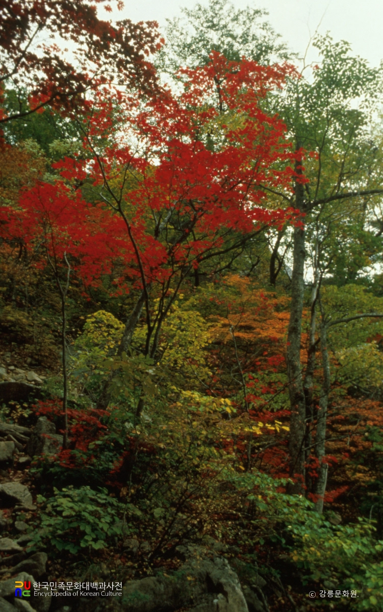 명주 청학동 소금강 단풍