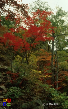 명주 청학동 소금강 단풍