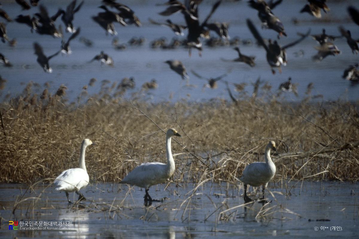 고니류 중 큰고니