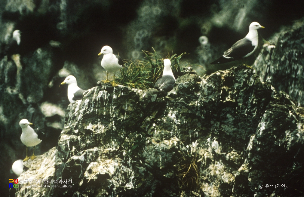 태안 난도 괭이갈매기 번식지