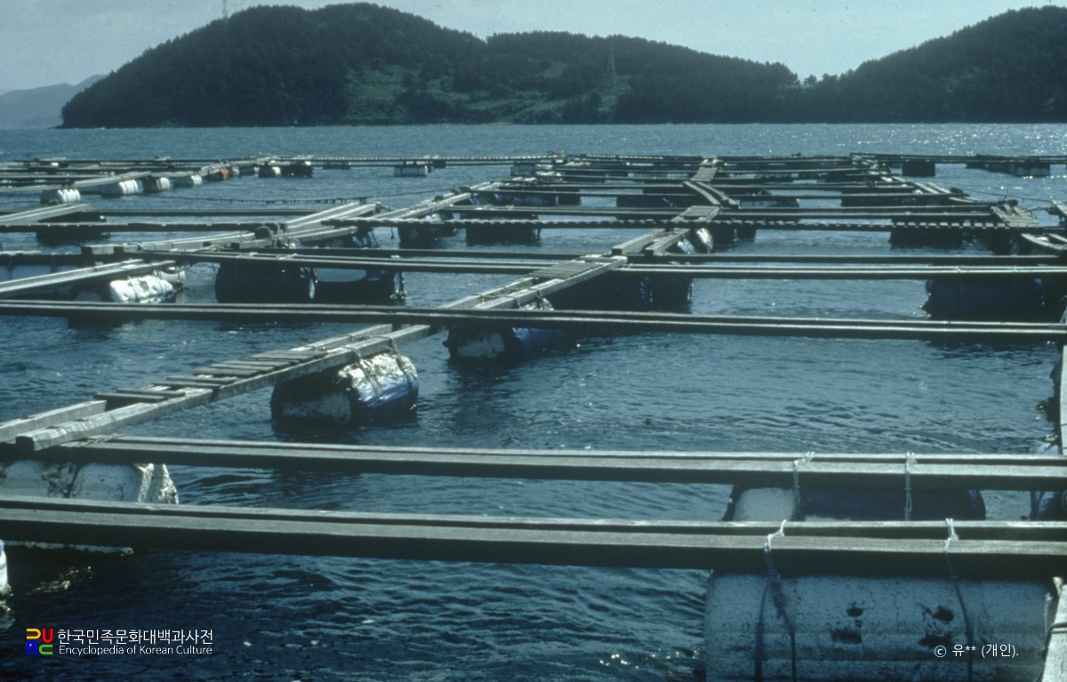 충무연안 해산어류 양식장