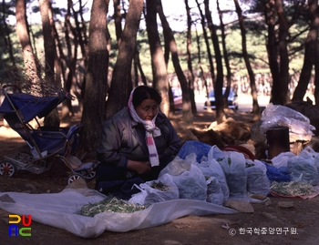 산채상인