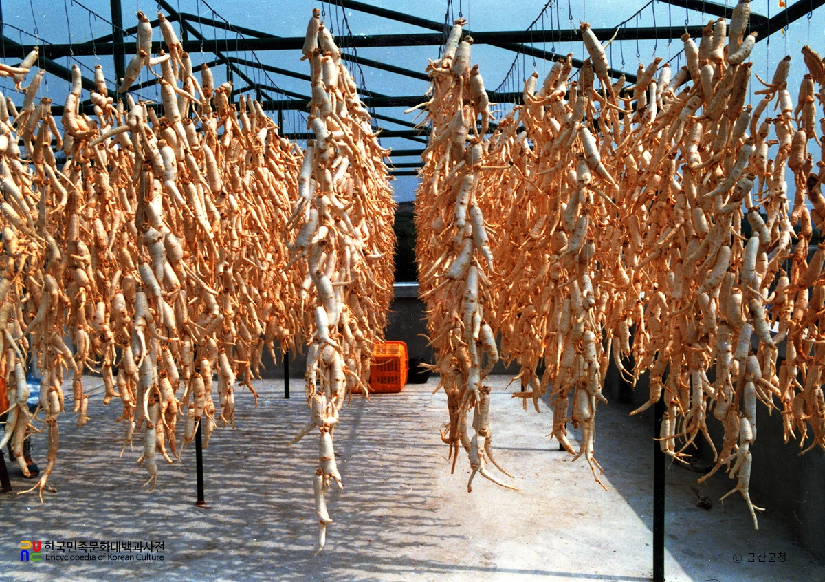 인삼 건조 / 금산