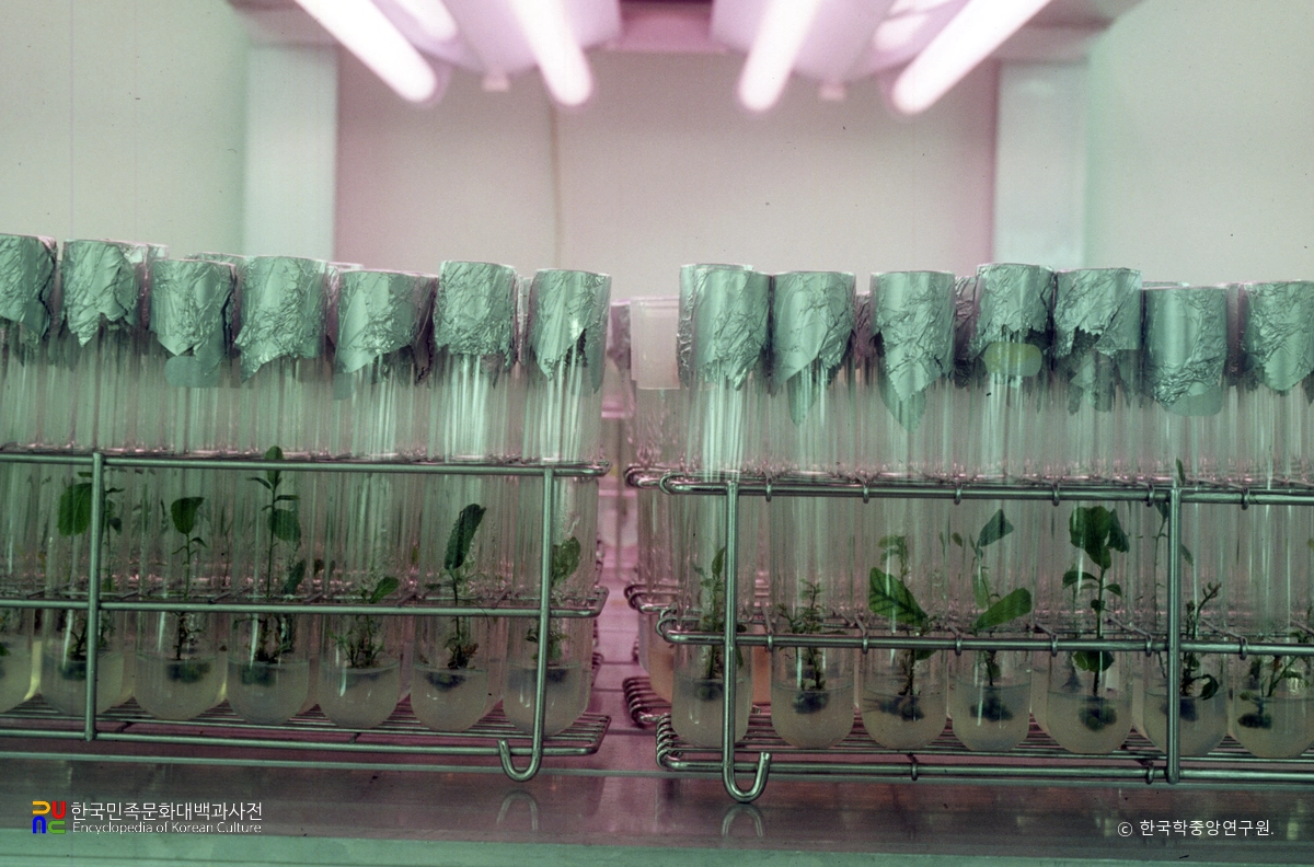 박달나무 조직 배양