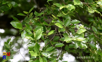 고창 수동리 팽넷 엔트 슬롯