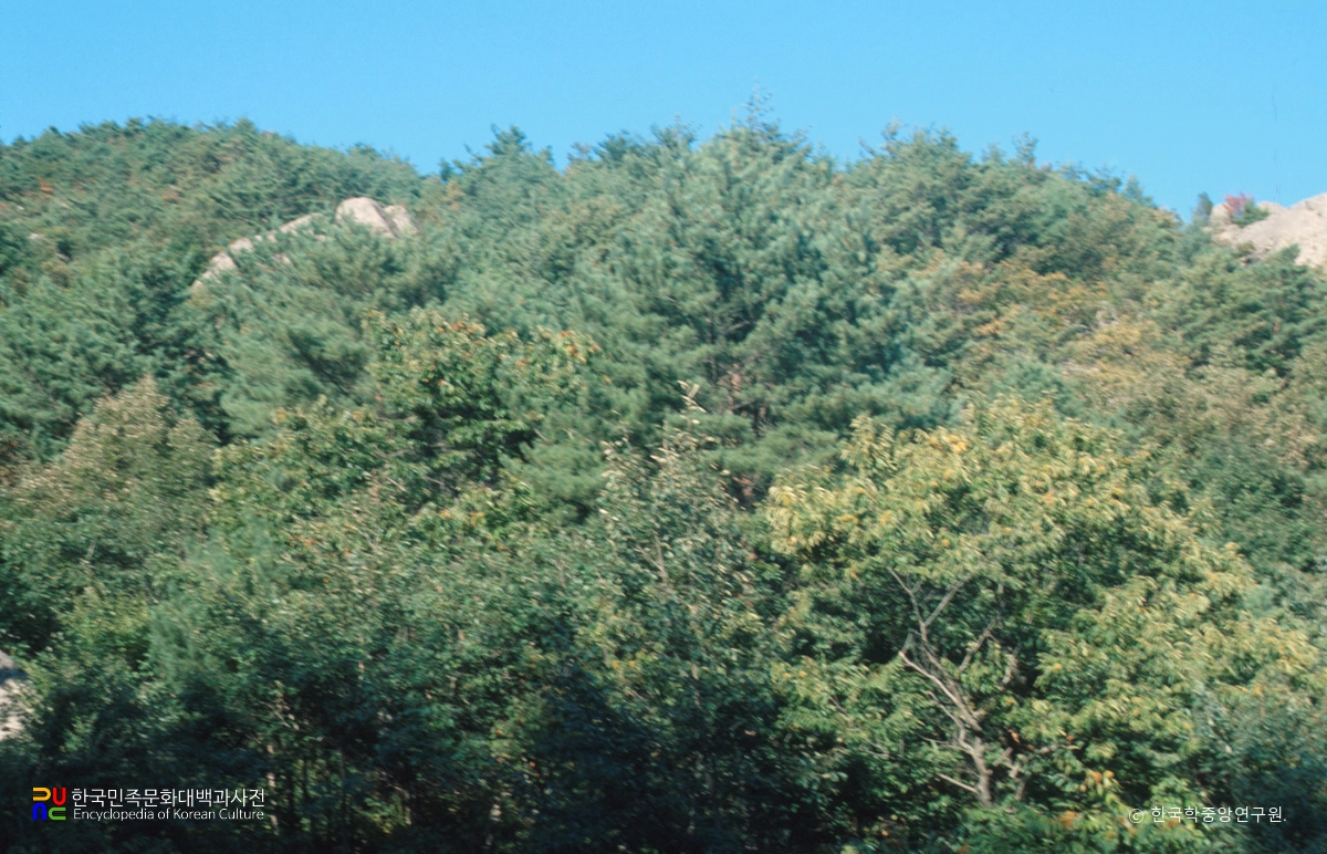 부안 미선나무 자생지