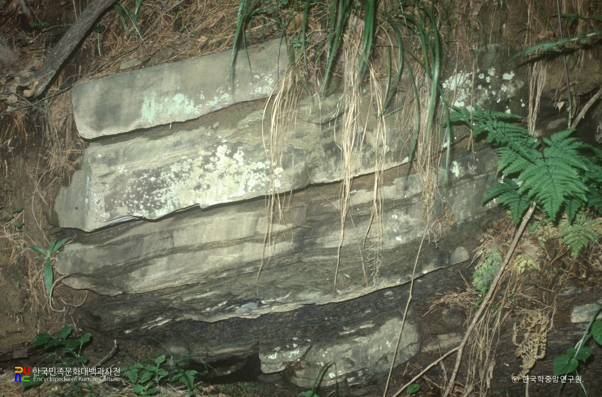 칠곡 금무봉 나무고사리화석 산지