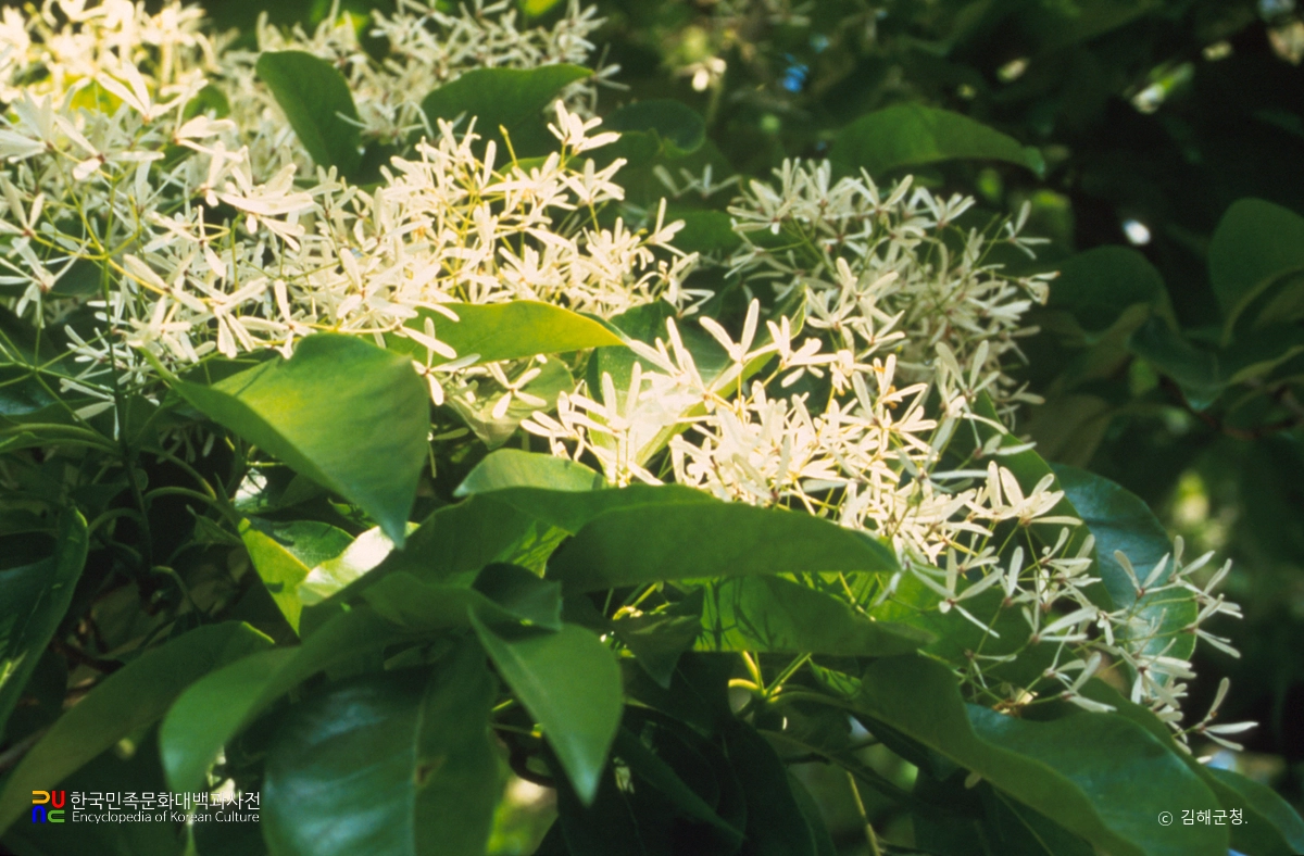 김해 신천리 이팝나무