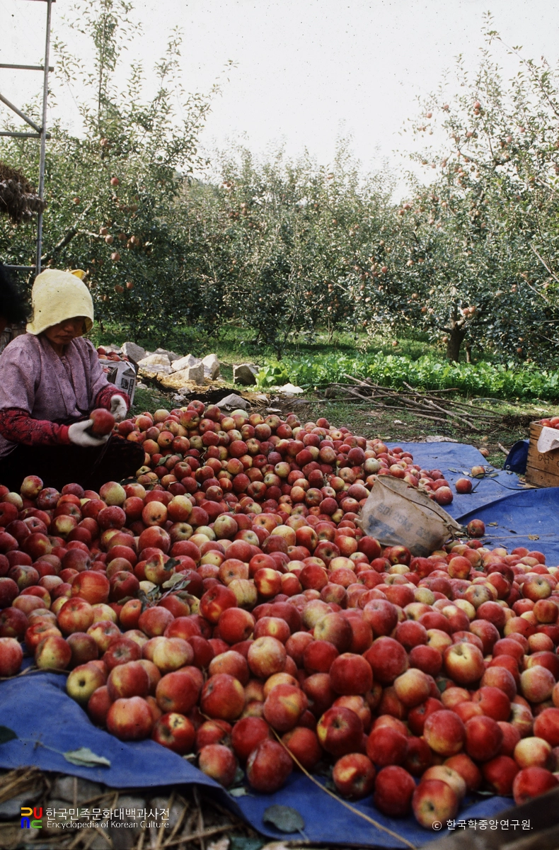 사과 수확
