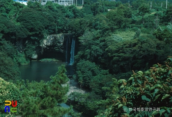 제주 천지연 난대림