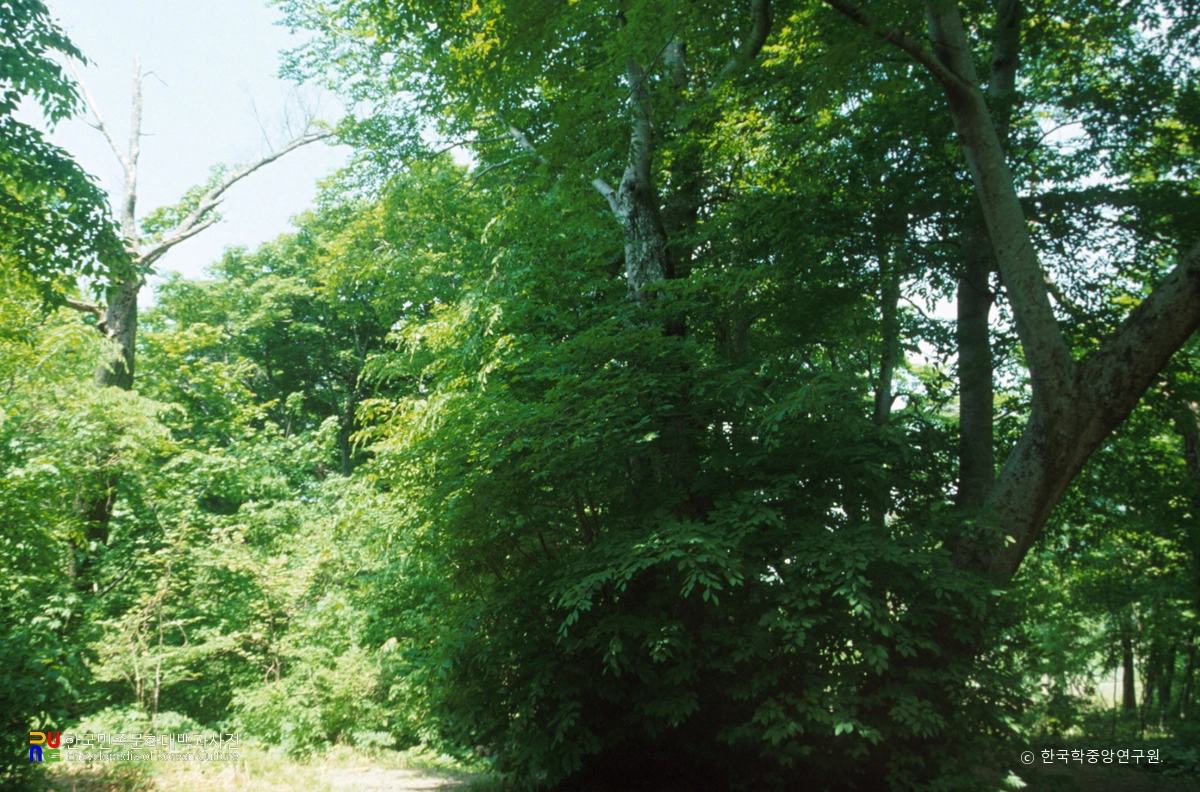 울릉 태하동 솔송나무·섬잣나무·너도밤나무 군락