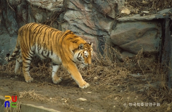 시베리아슬롯 감독