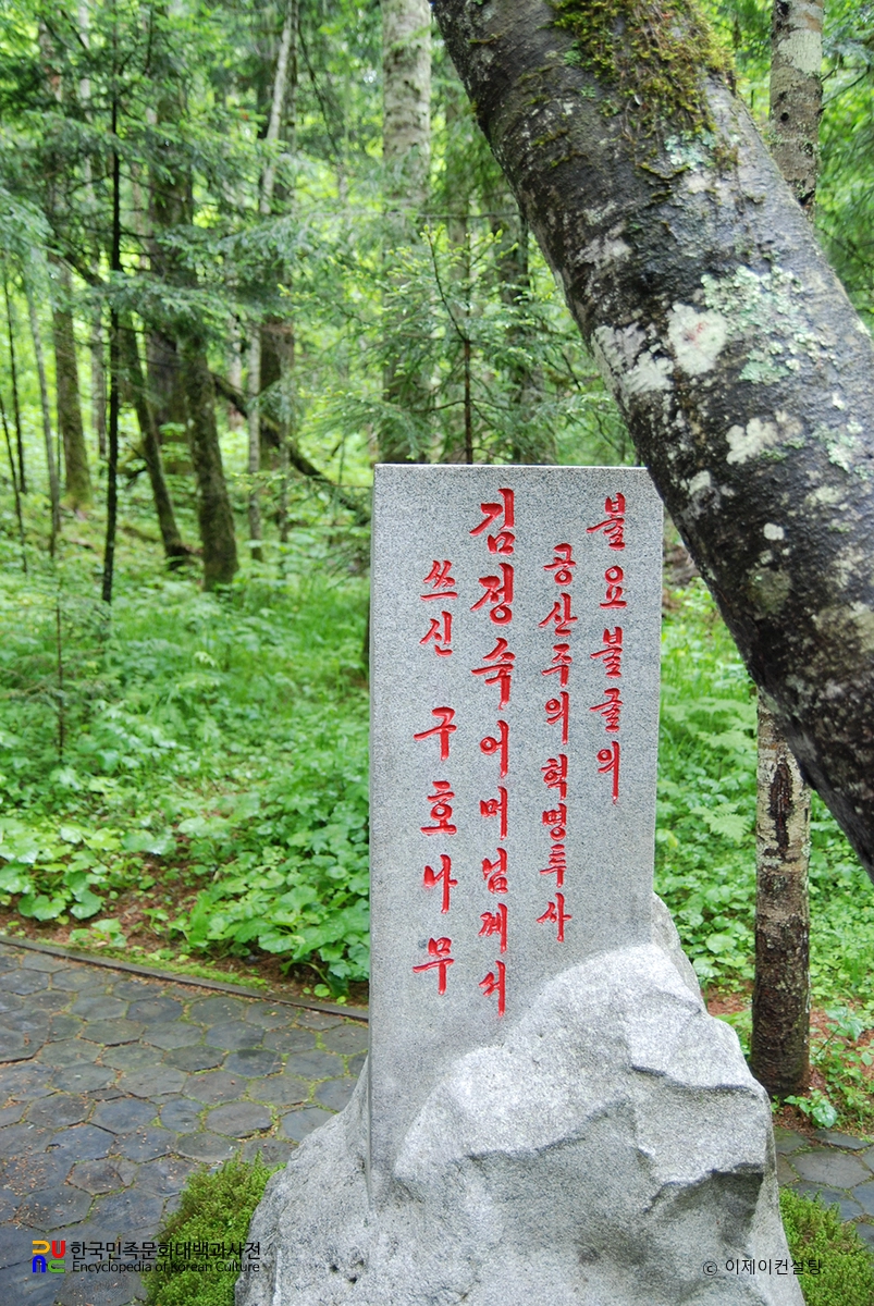 구호나무