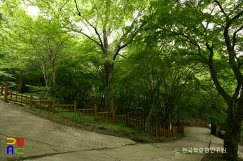 고창 문수사 단풍버 슬롯 숲