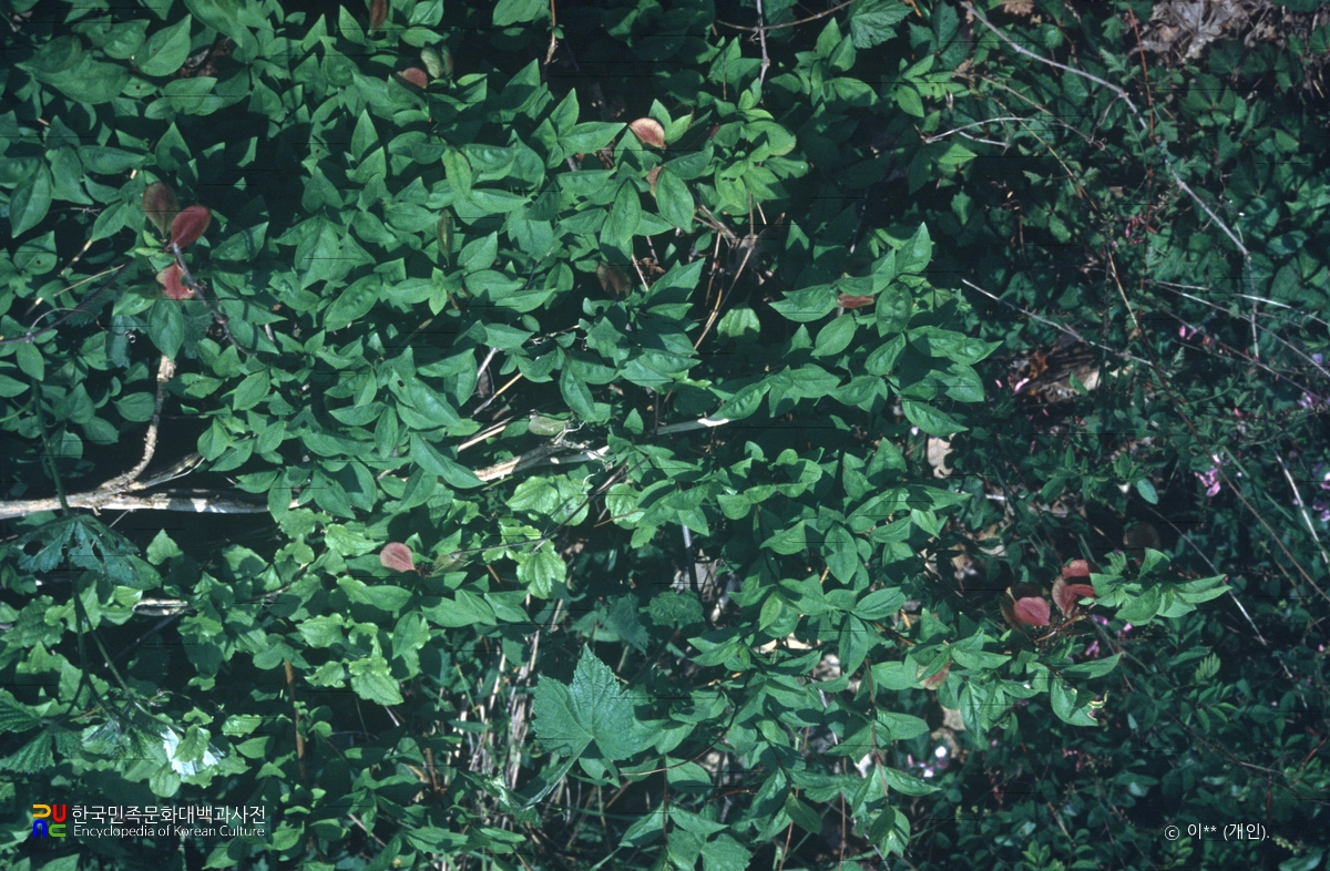 괴산 율지리 미선나무 자생지