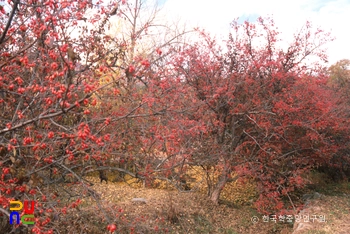 산수유나무