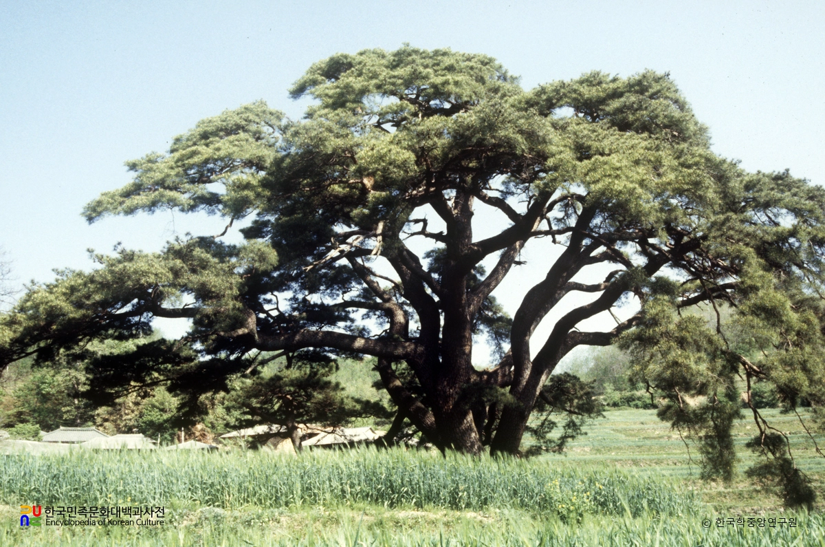 합천 화양리 소나무